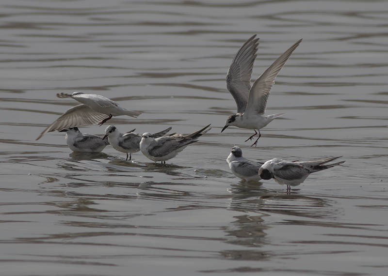 Black-legged Kittiwake